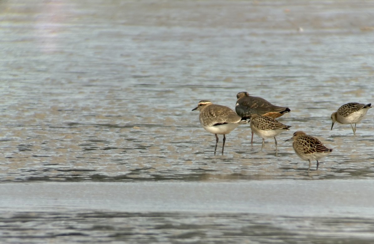 Sociable Lapwing - ML643277525