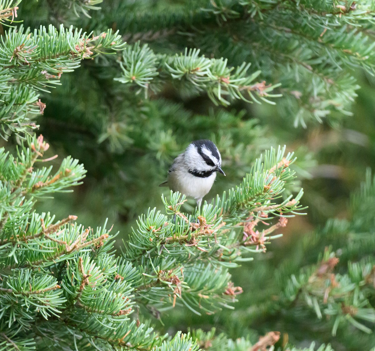 Mountain Chickadee - ML643277550