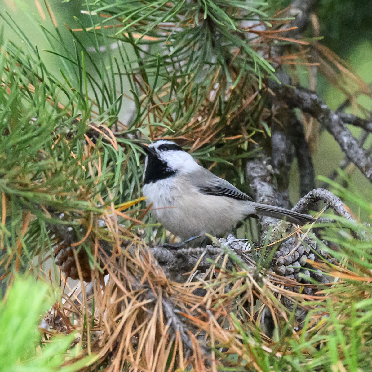 Mountain Chickadee - ML643277554