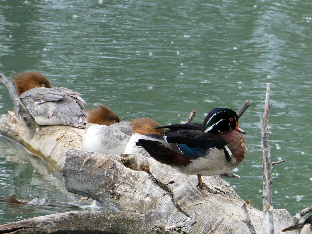 Хумхин бохио - ML643277568