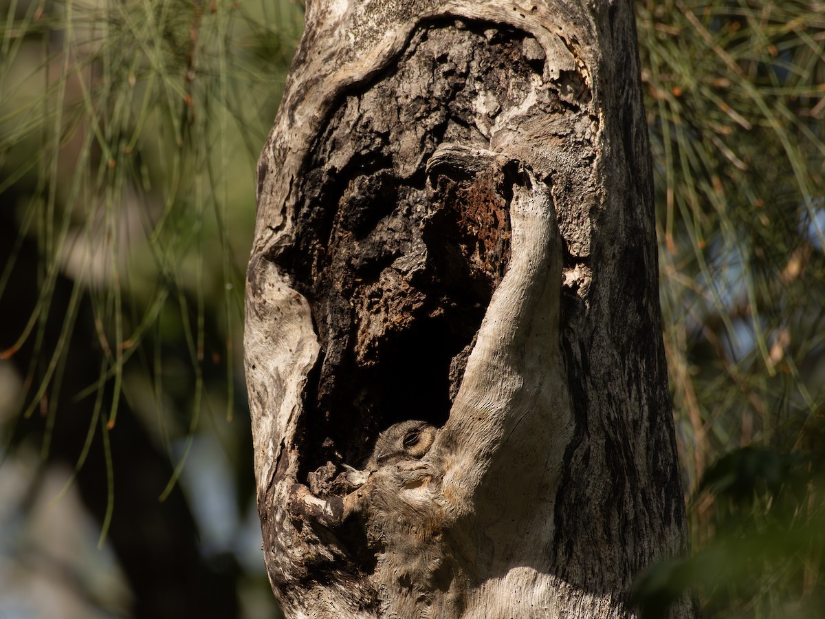 Australian Owlet-nightjar - ML643277572