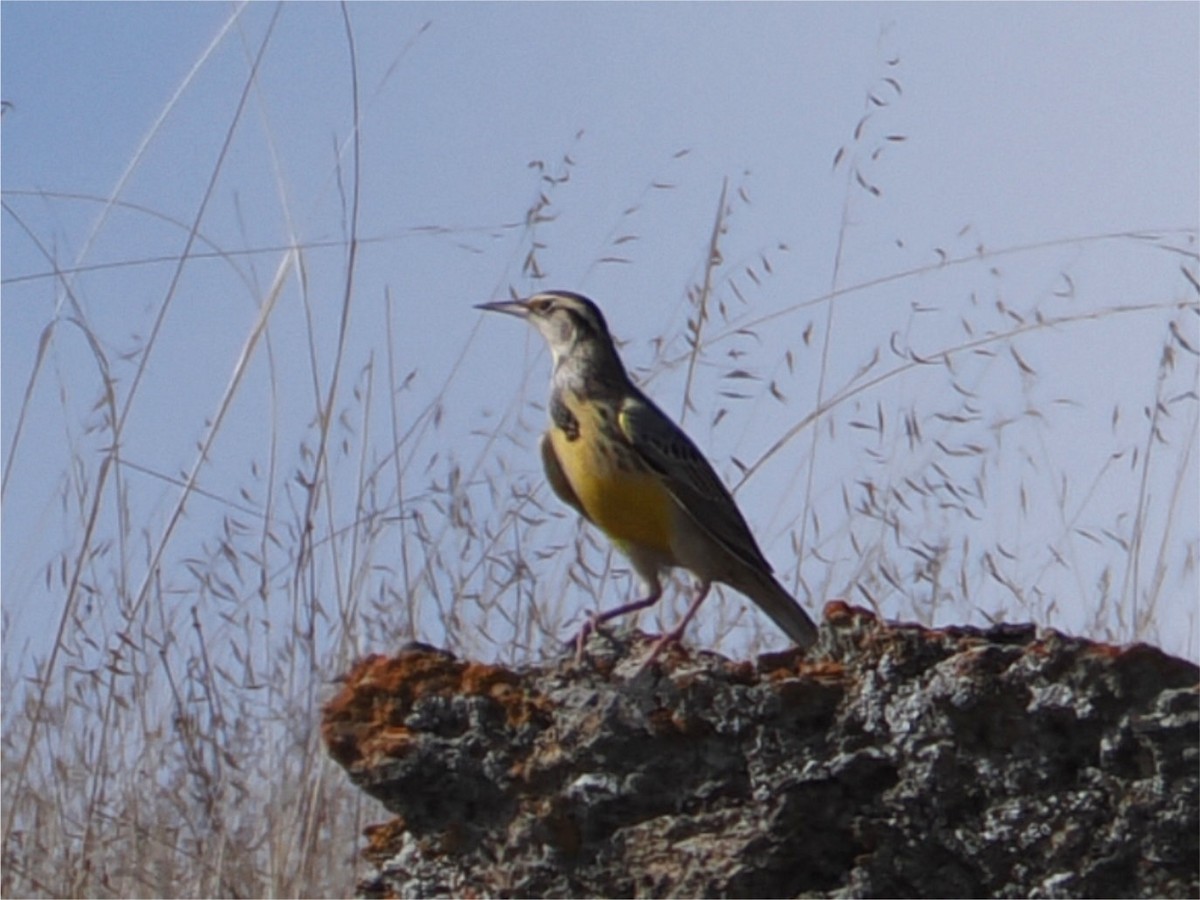 Western Meadowlark - ML643277576