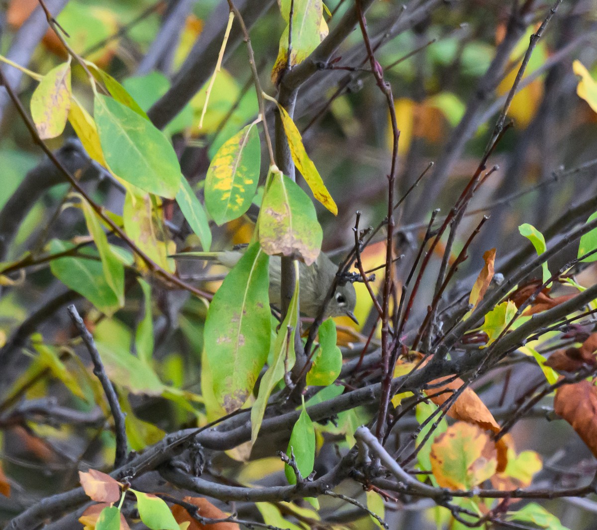 Ruby-crowned Kinglet - ML643277583