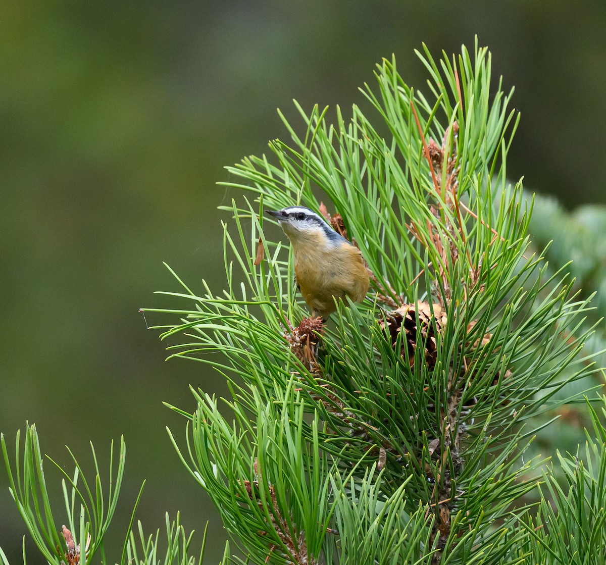 Red-breasted Nuthatch - ML643277599