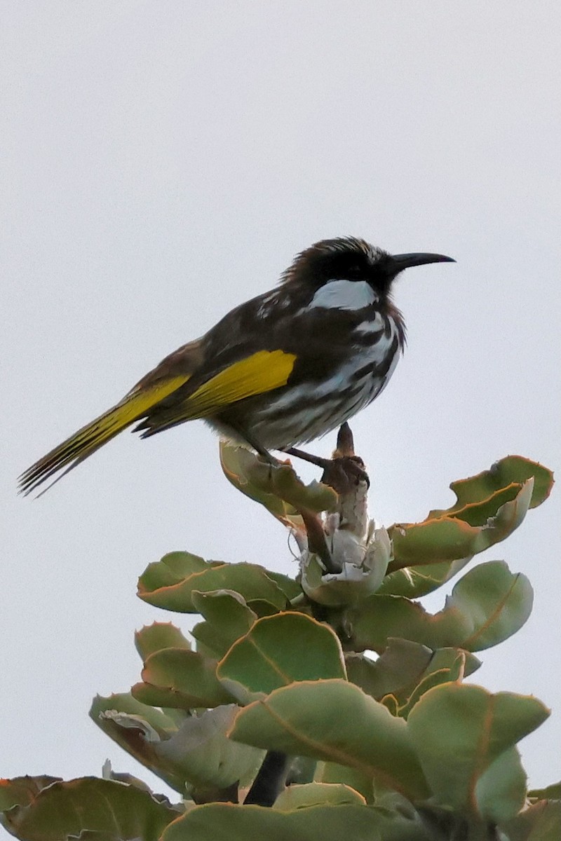White-cheeked Honeyeater - ML643277600