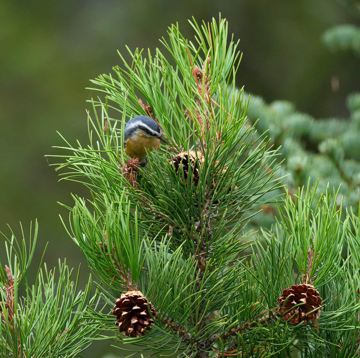 Red-breasted Nuthatch - ML643277607