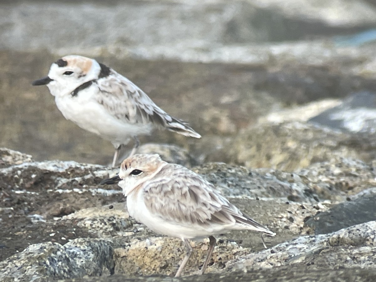 Malaysian Plover - ML643277609