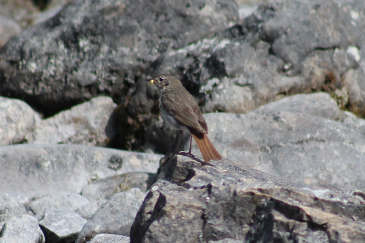 Hermit Thrush - ML64327761