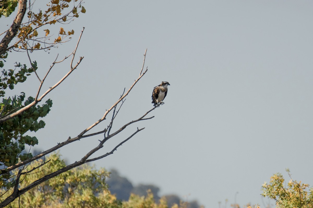 Osprey - ML643277616