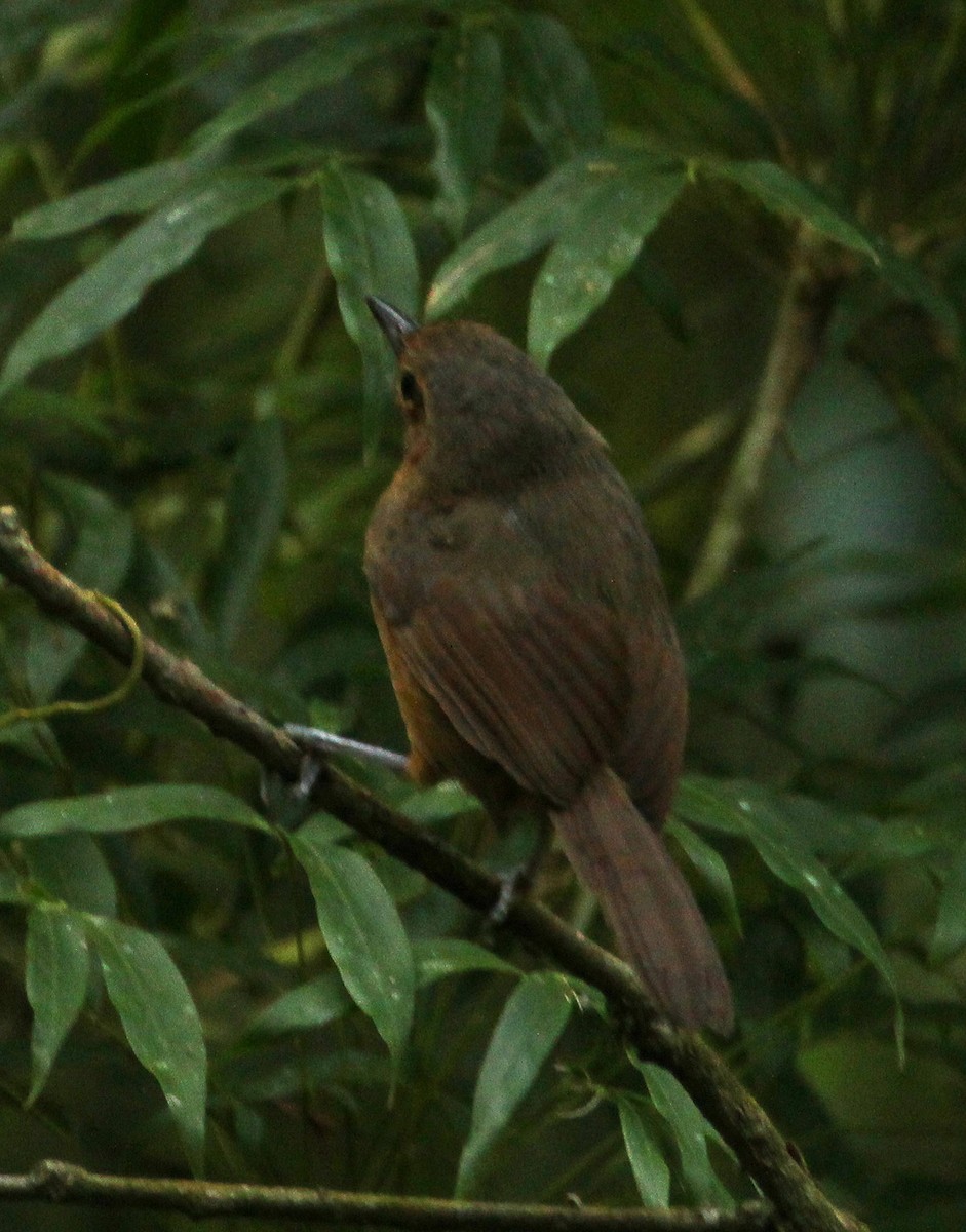 Dusky Antbird - ML643277636