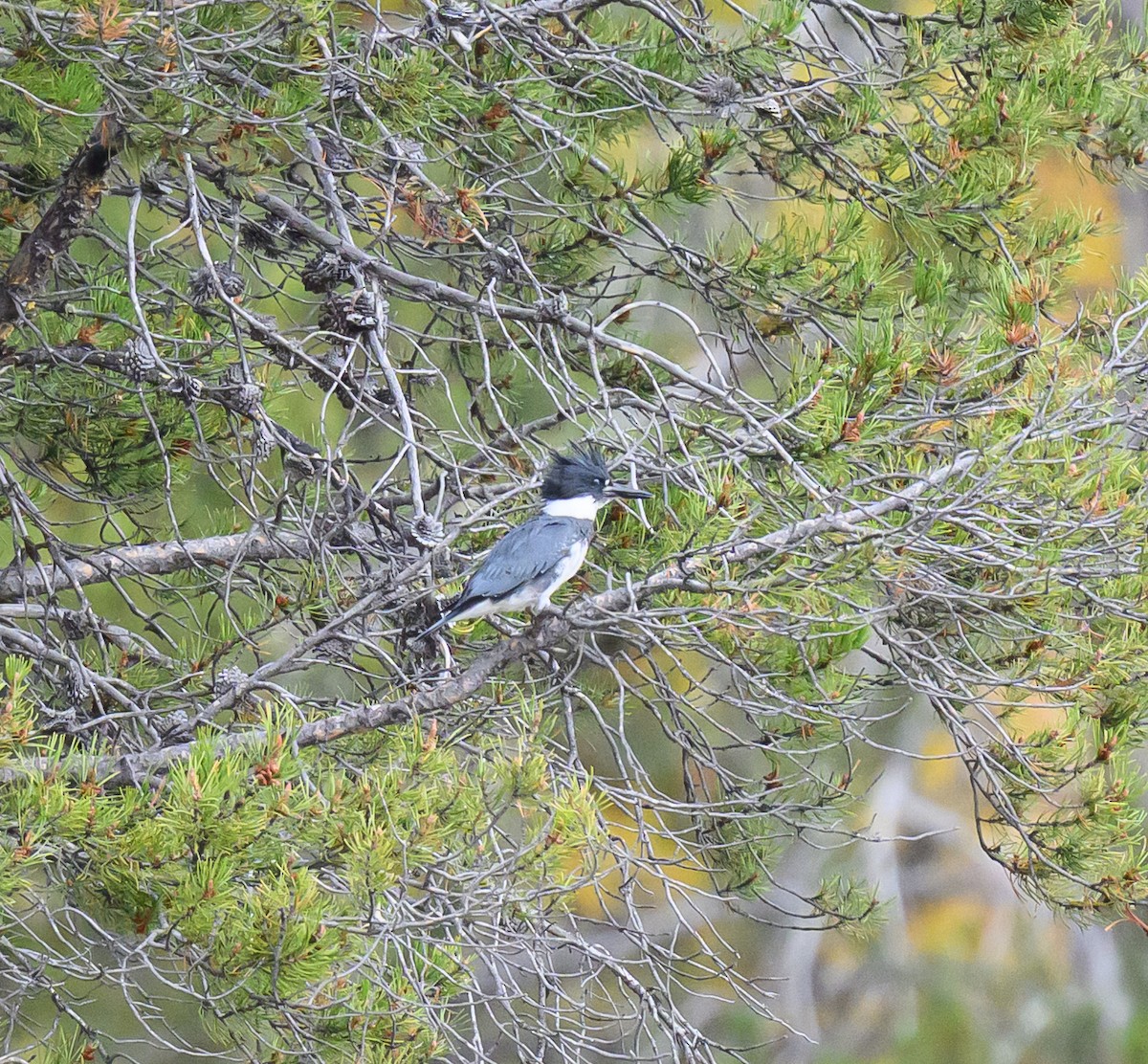 Belted Kingfisher - ML643277662