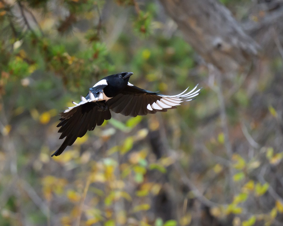 Black-billed Magpie - ML643277678
