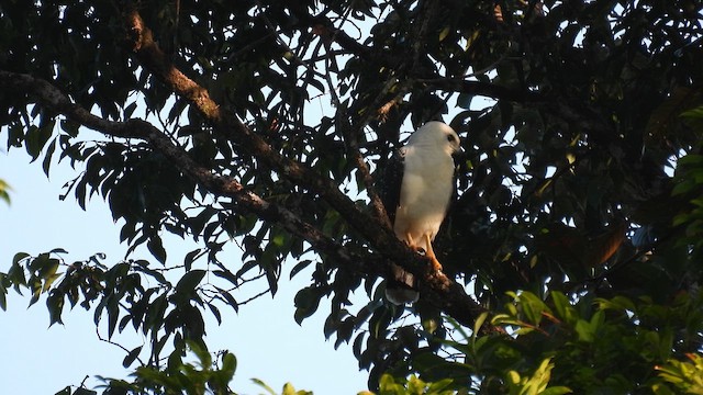 White Hawk (Black-tailed) - ML643277703