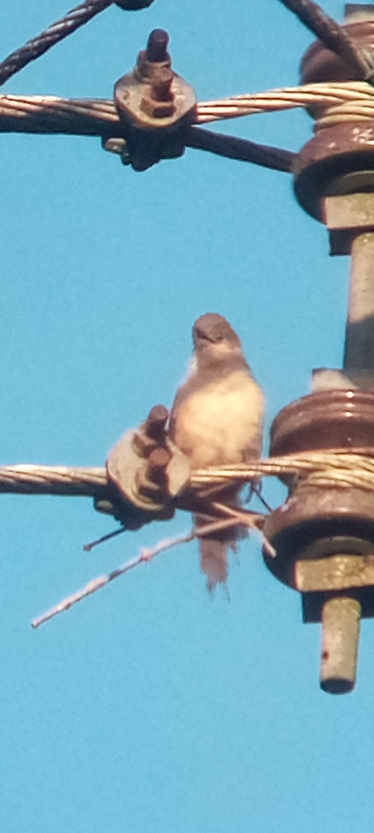 Plain Thornbird - ML643277708