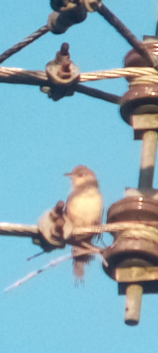 Plain Thornbird - ML643277709