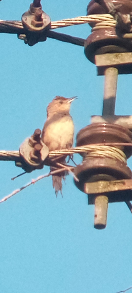 Plain Thornbird - ML643277710