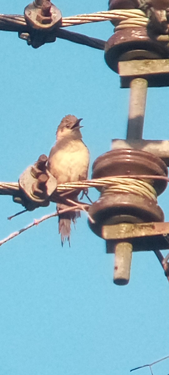 Plain Thornbird - ML643277715