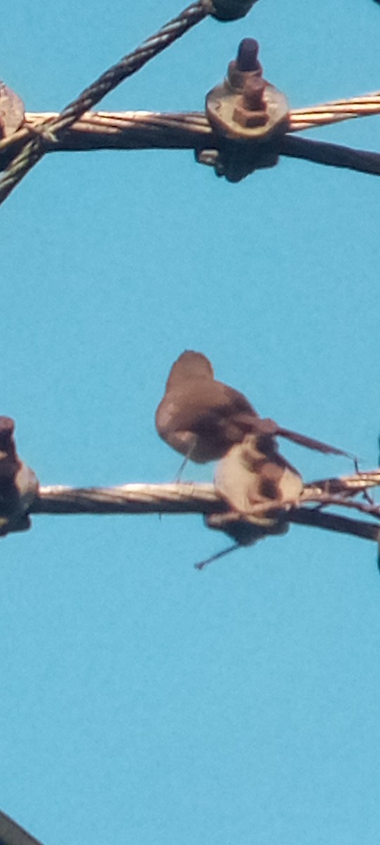 Plain Thornbird - ML643277717