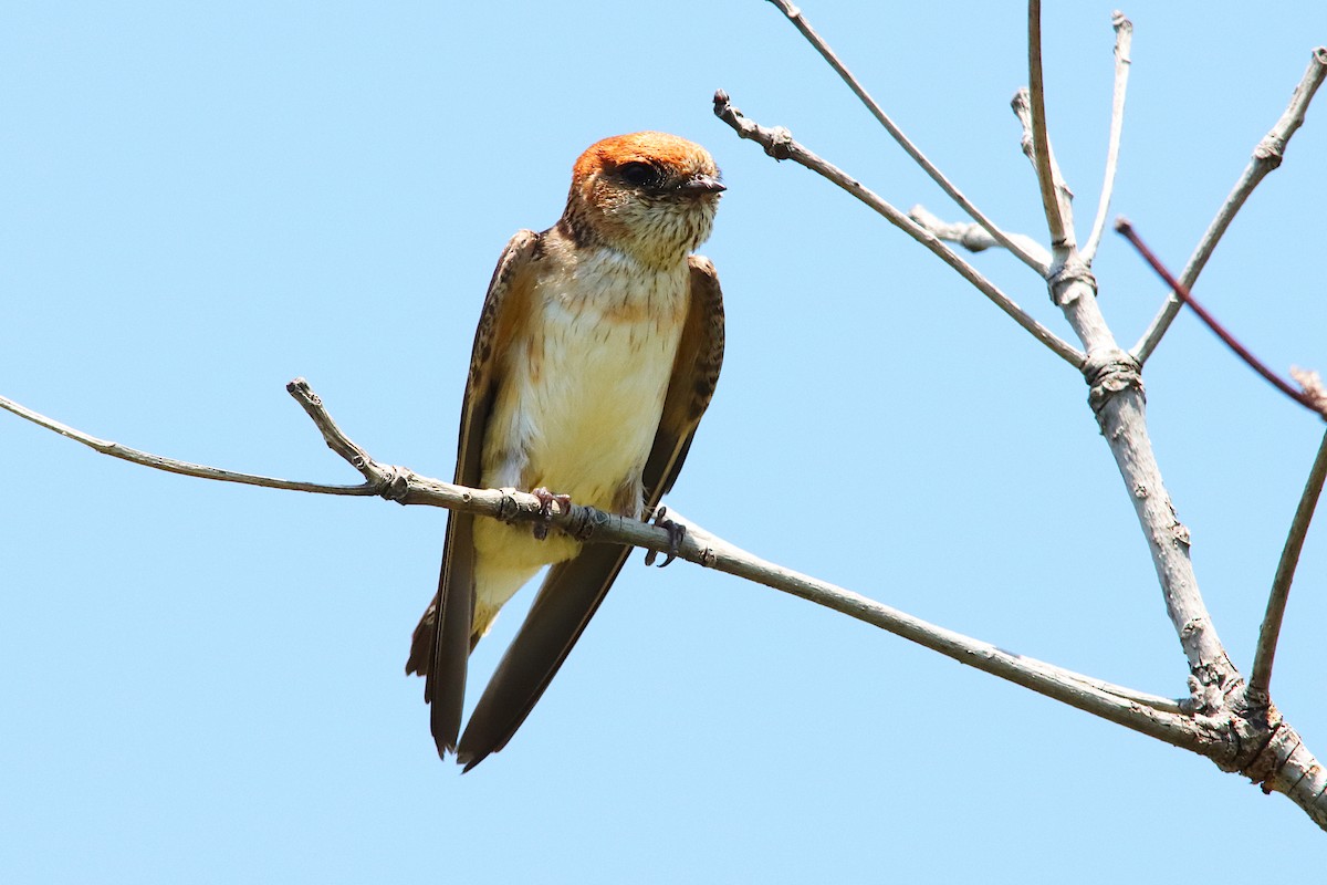 Fairy Martin - ML643277726