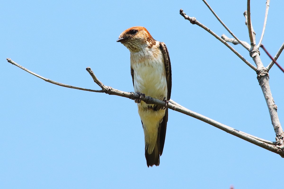Fairy Martin - ML643277727