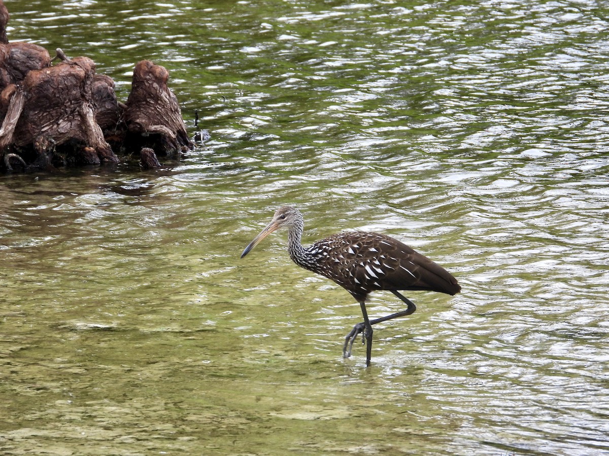 Limpkin - ML643277731
