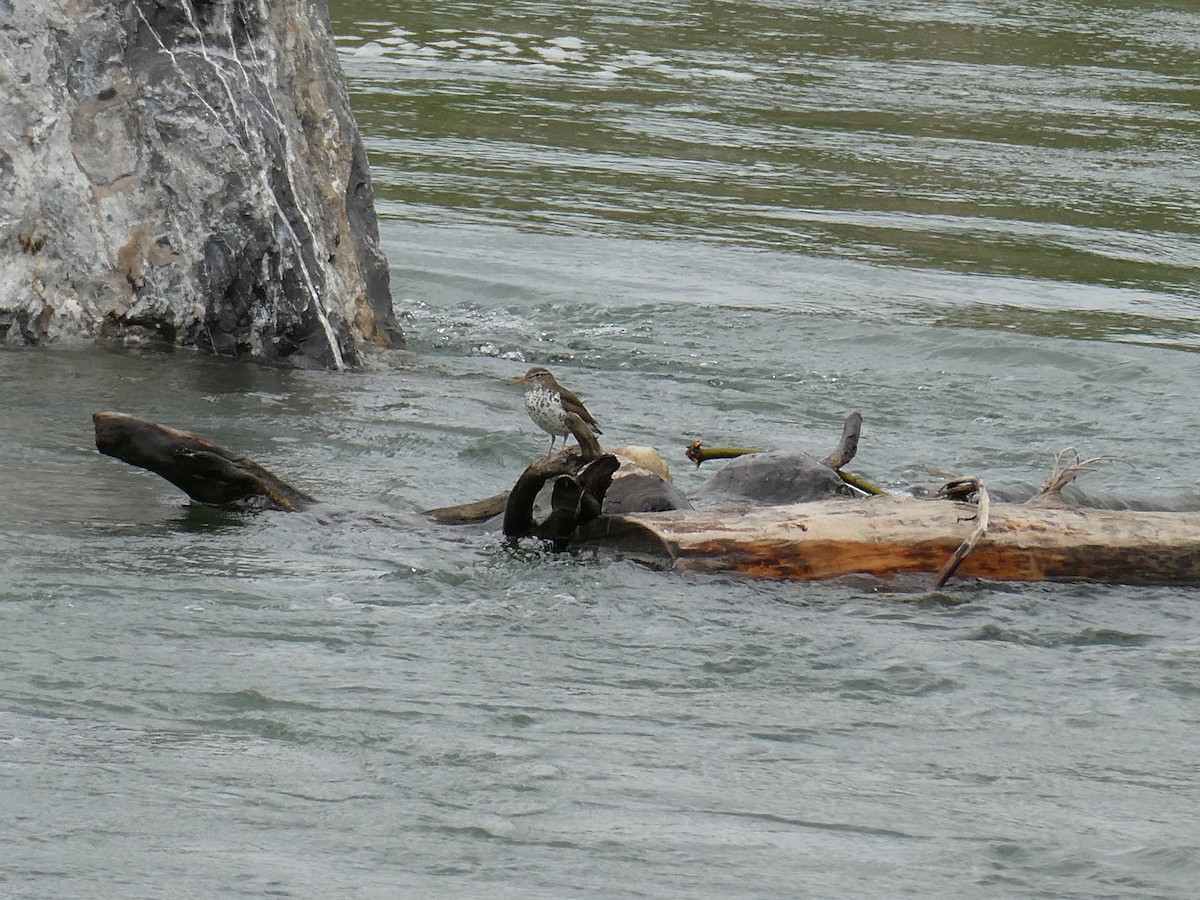 Drosseluferläufer - ML643277740