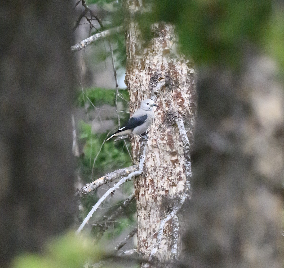 Clark's Nutcracker - ML643277751
