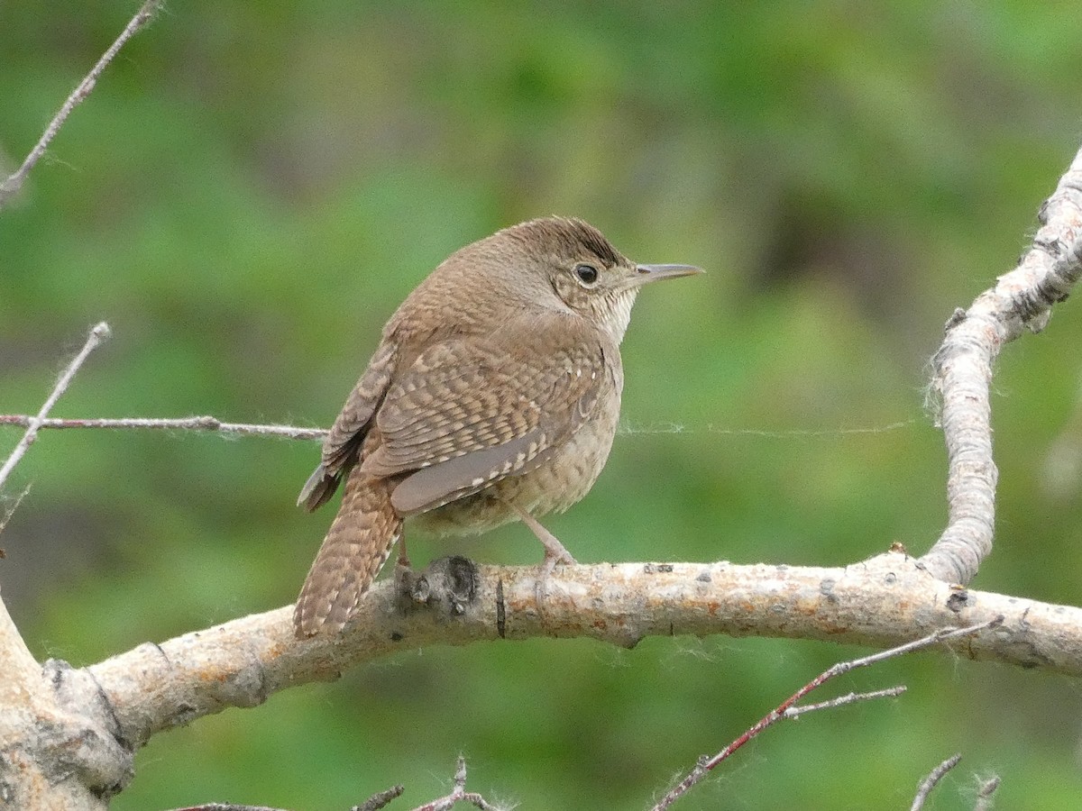 Hauszaunkönig - ML643277763