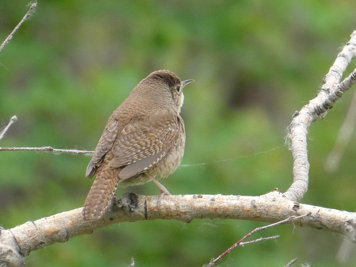 Hauszaunkönig - ML643277764