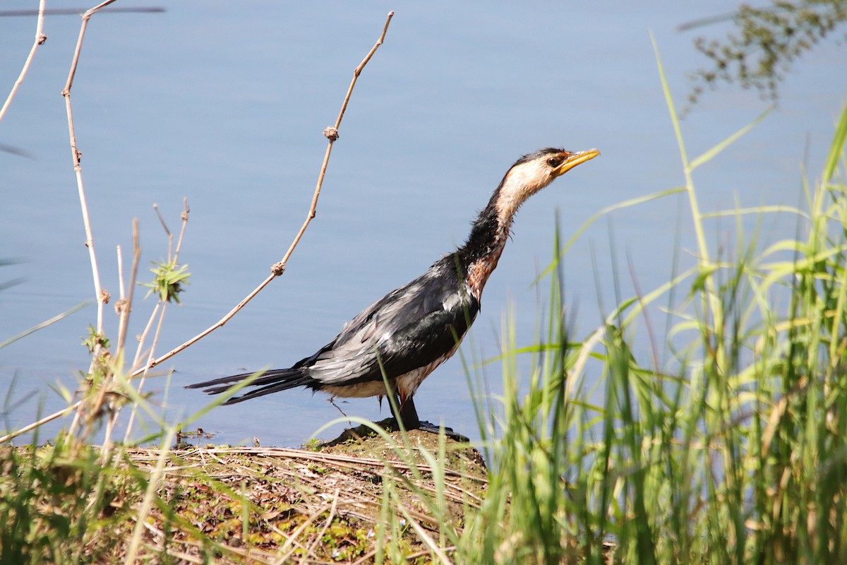 Little Pied Cormorant - ML643277766