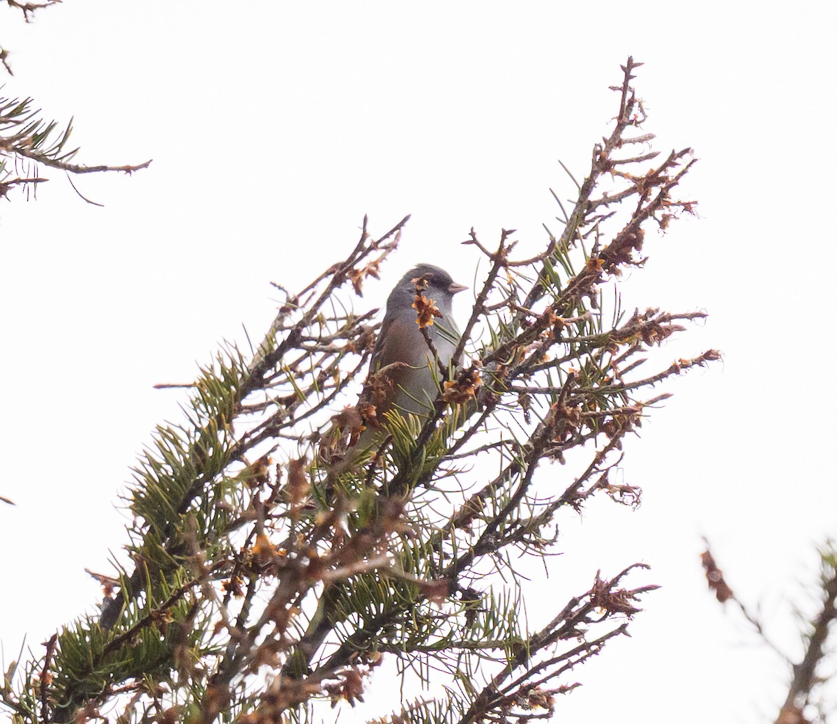 Dark-eyed Junco - ML643277767