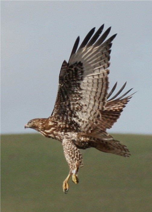 Red-tailed Hawk - ML643277768