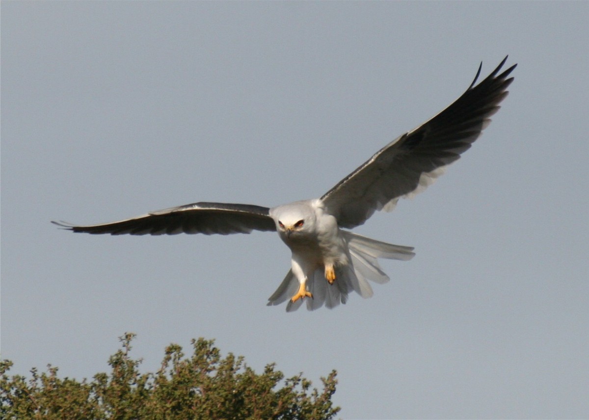 White-tailed Kite - ML643277778