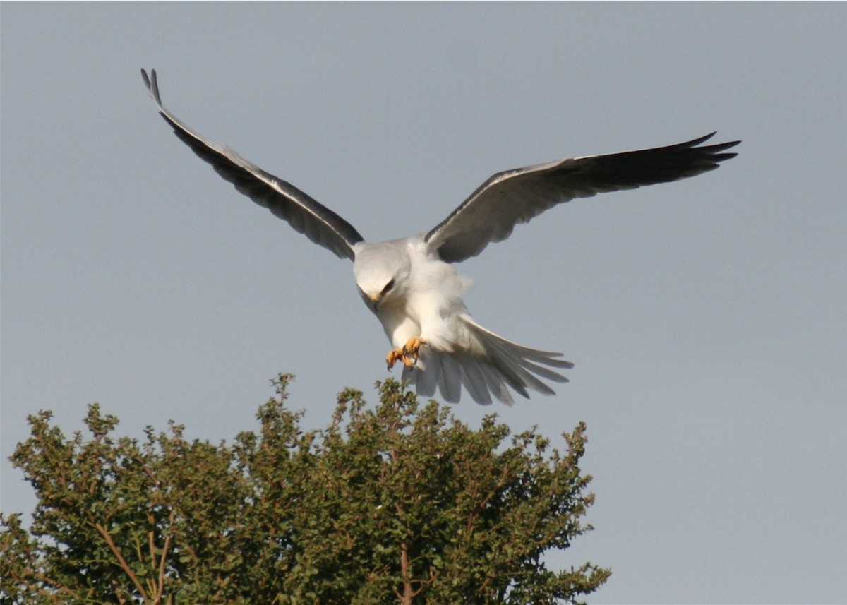 White-tailed Kite - ML643277779