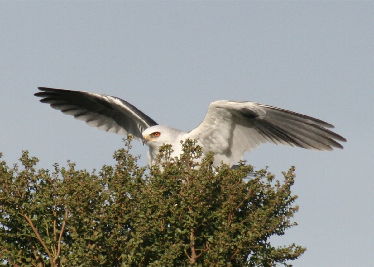 White-tailed Kite - ML643277780