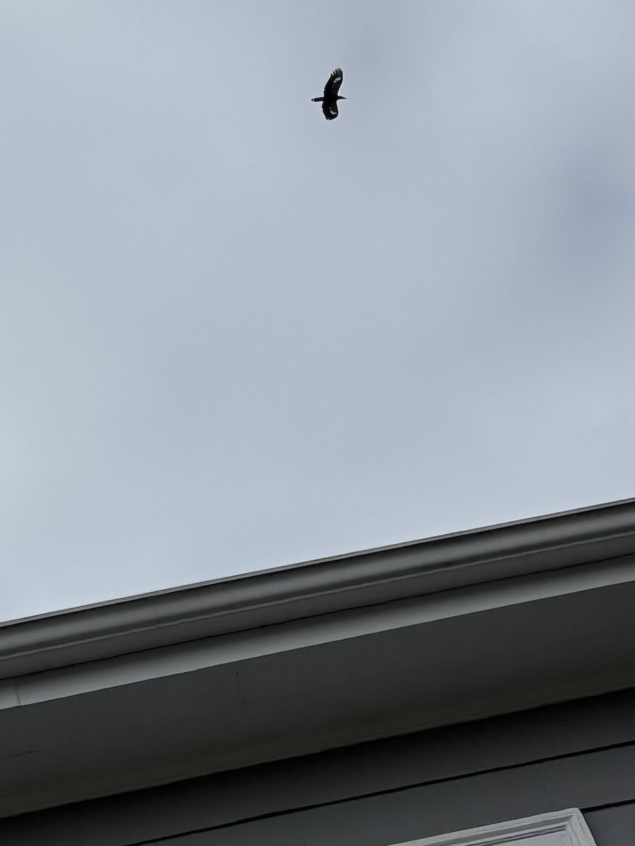 Pileated Woodpecker - Curt Nehrkorn