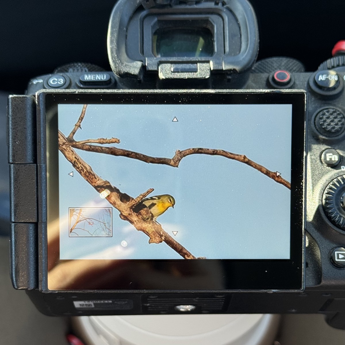 Northern Parula - ML643277795
