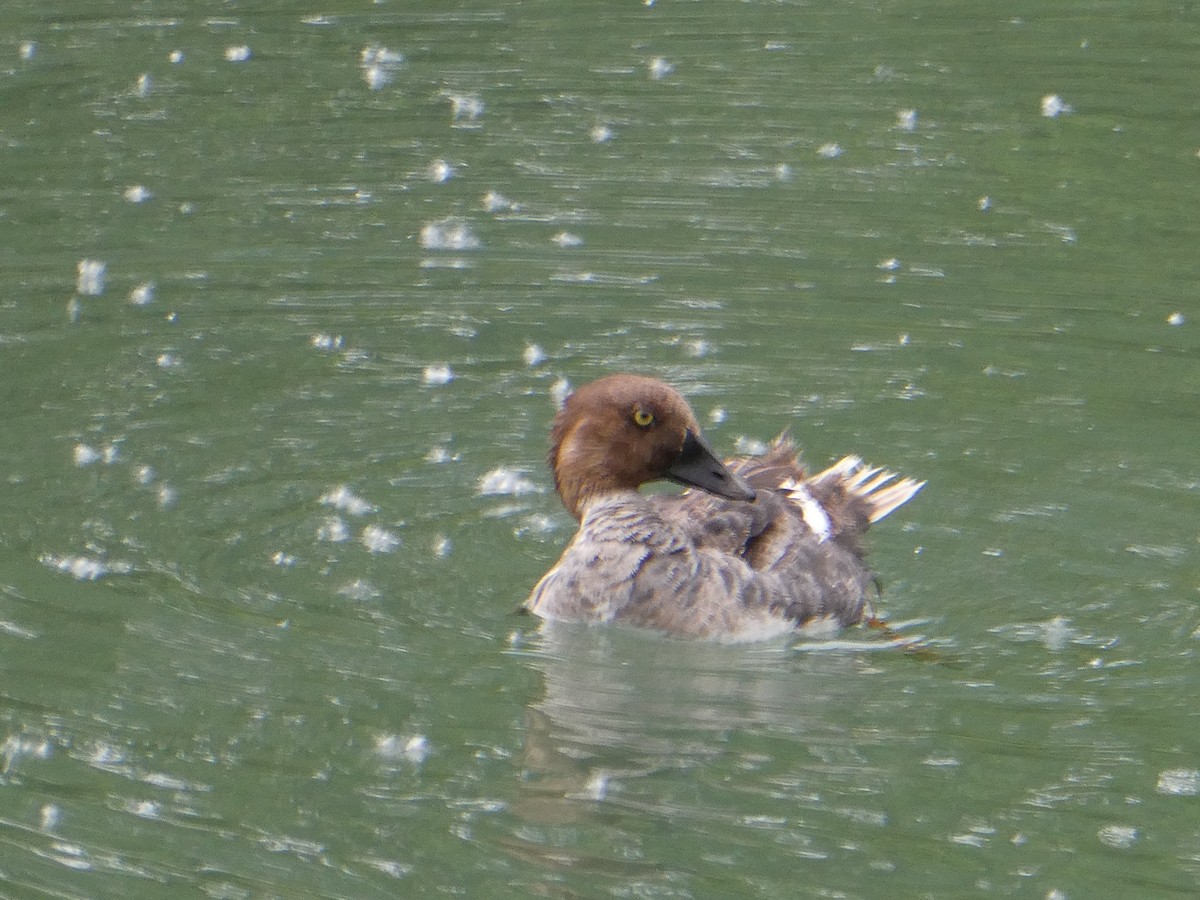 Schellente - ML643277800