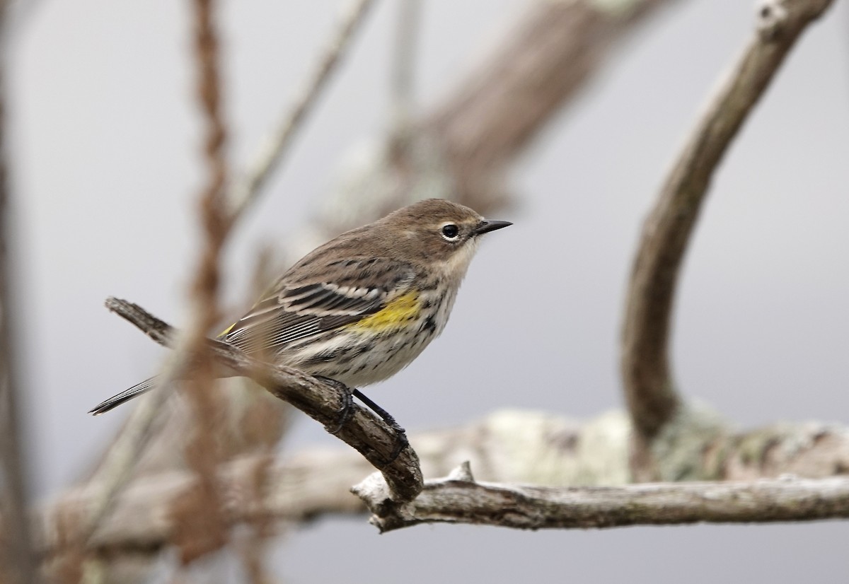 lesňáček žlutoskvrnný (ssp. coronata) - ML643277802
