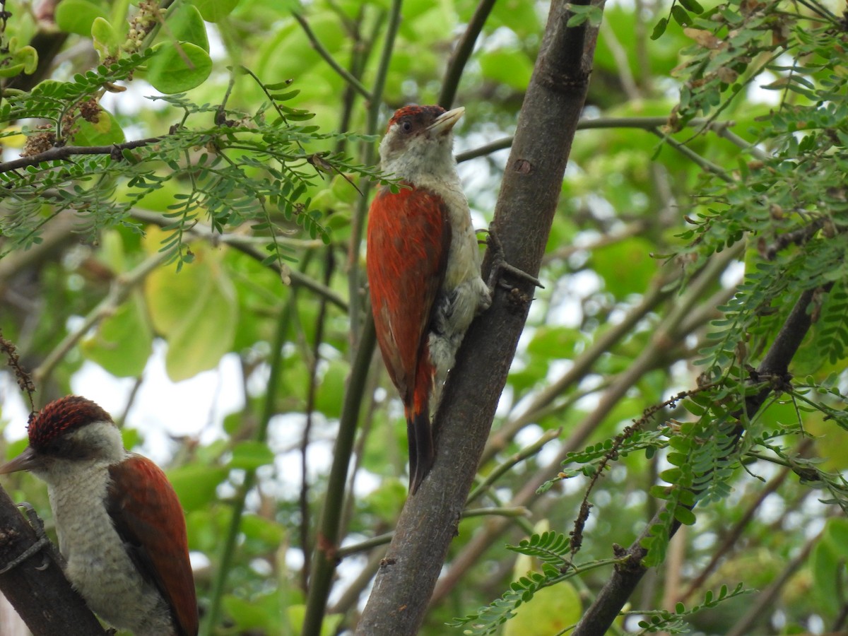Scarlet-backed Woodpecker - ML643277805