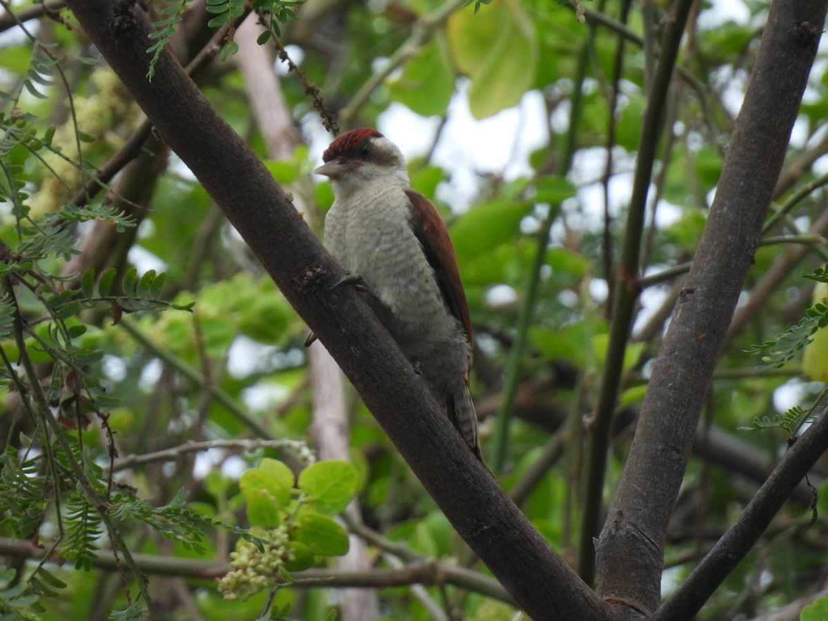 Scarlet-backed Woodpecker - ML643277811