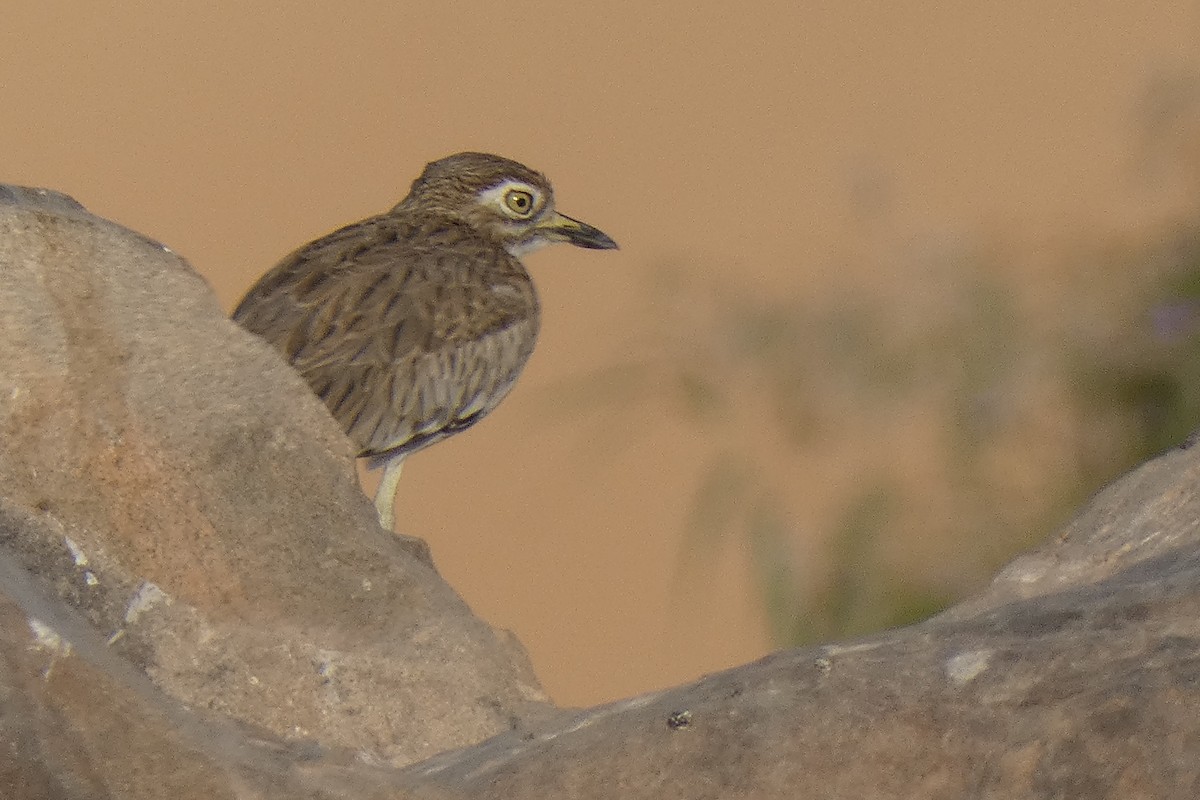 Лежень річковий - ML643277812