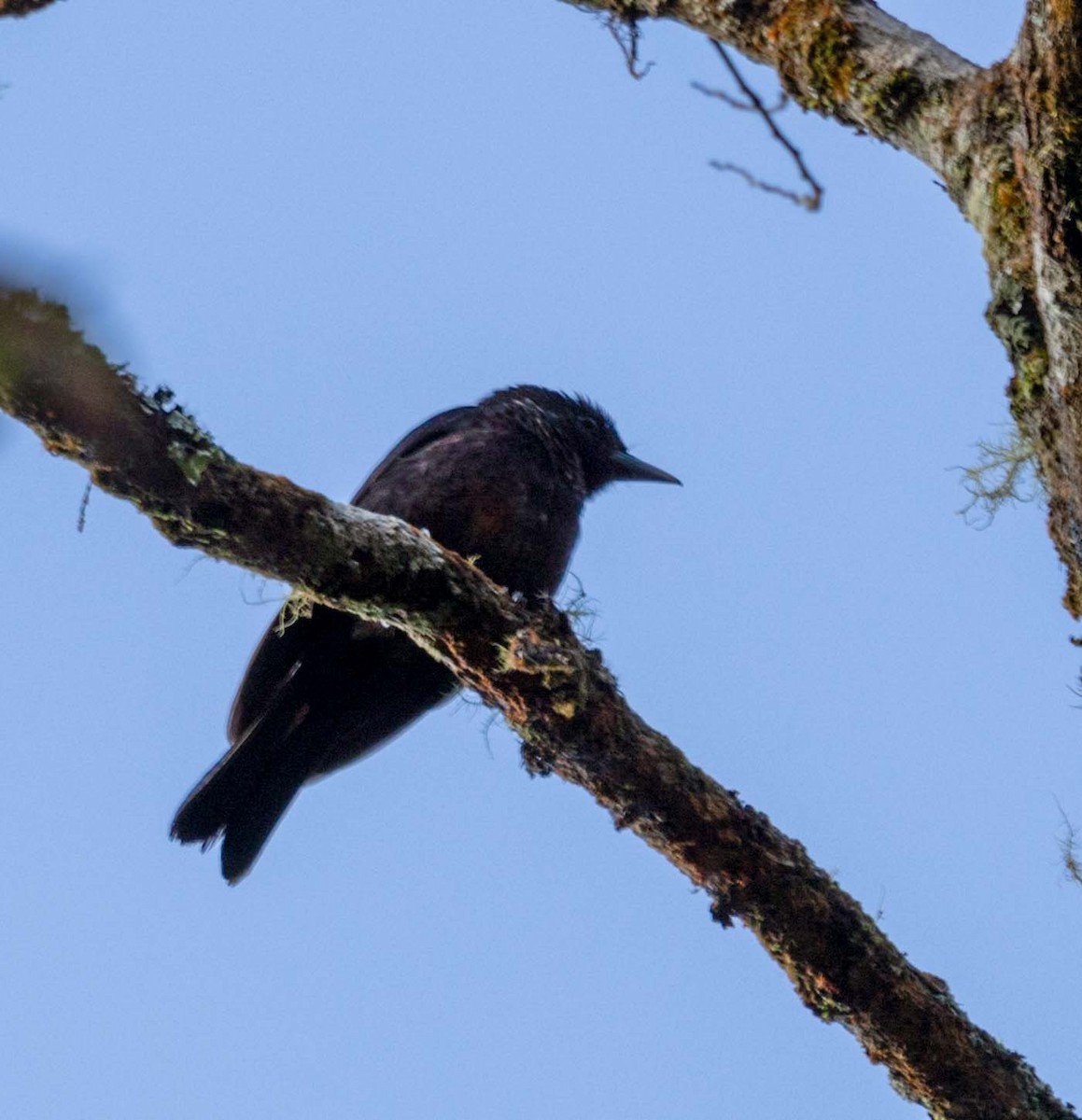 Black-and-crimson Oriole - ML643277813
