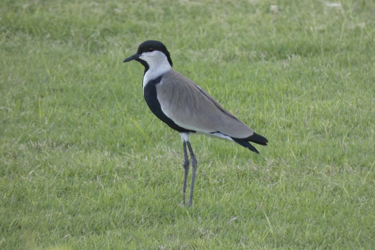 Spur-winged Lapwing - ML643277818