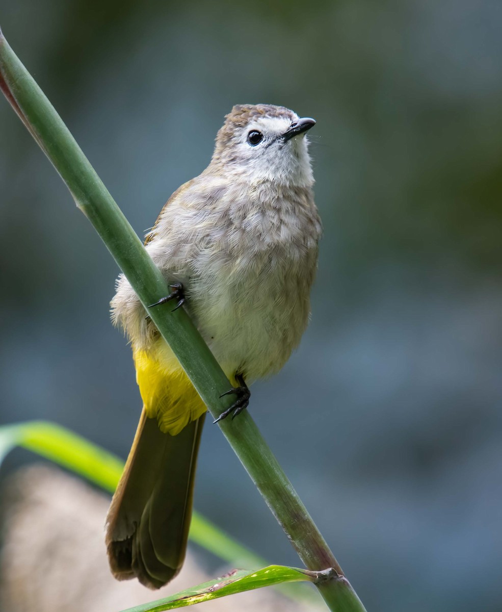 Pale-faced Bulbul - ML643277828
