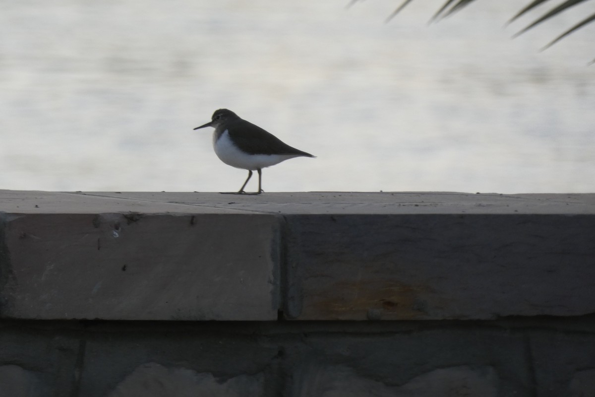 磯鷸 - ML643277833