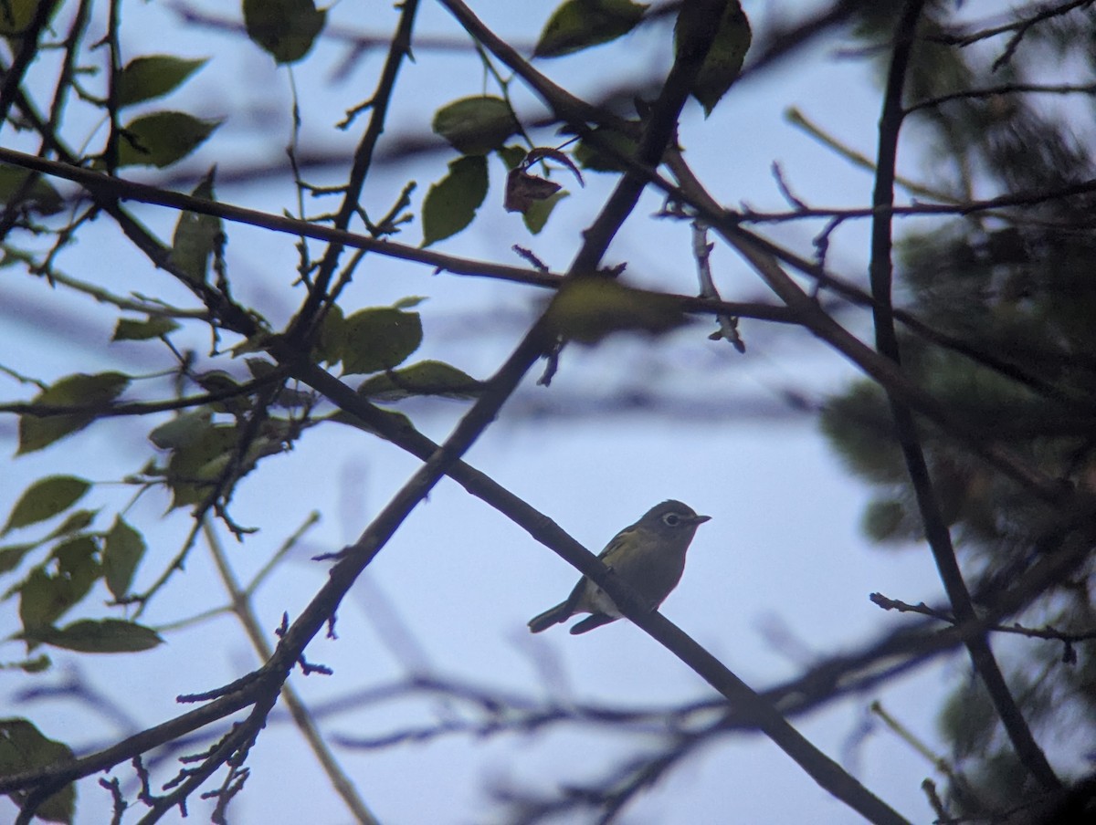 Blue-headed Vireo - ML643277837