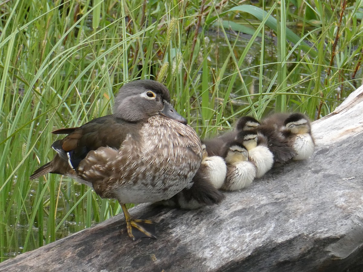 Brautente - ML643277842