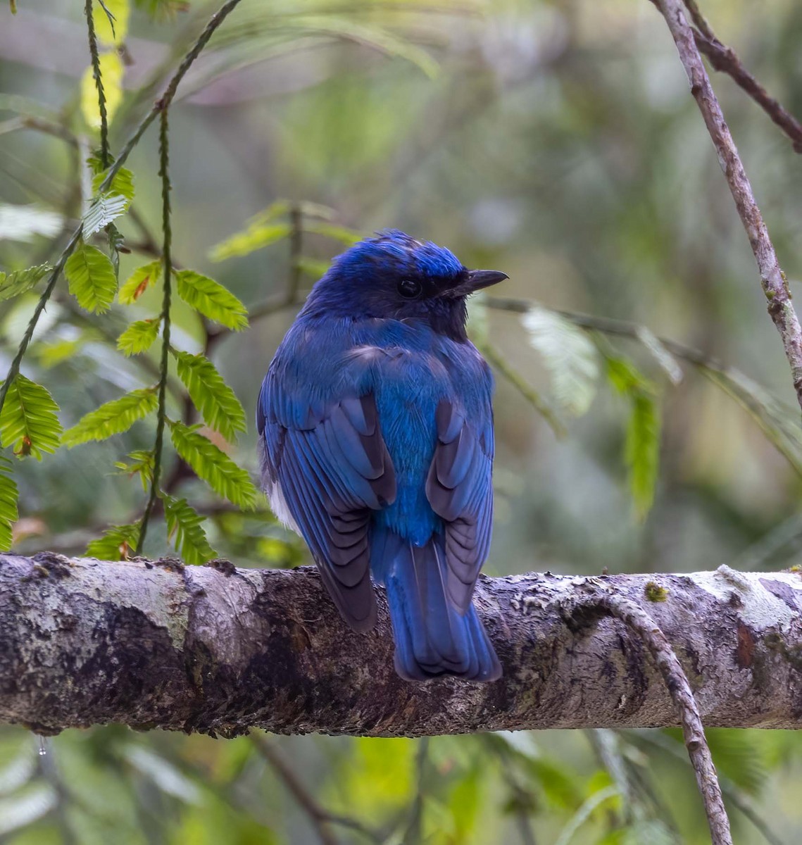 Blue-and-white Flycatcher - ML643277848