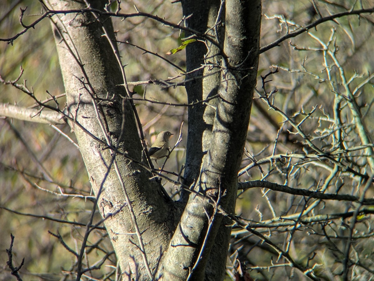Ruby-crowned Kinglet - ML643277849